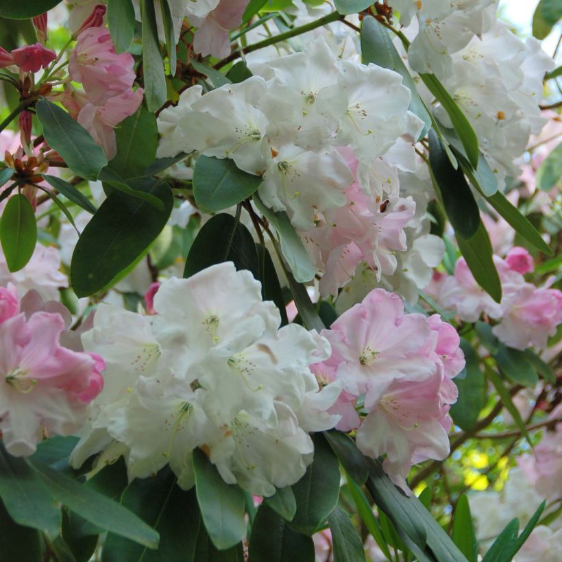 Rhododendron King George - Grootbloemige rododendron (Bloei)