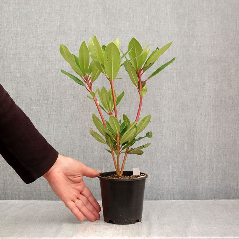 Exemplaar van Rhododendron Marcel Ménard - Grootbloemige rododendron Pot van 12 cm / 13 cm zoals geleverd in de herfst