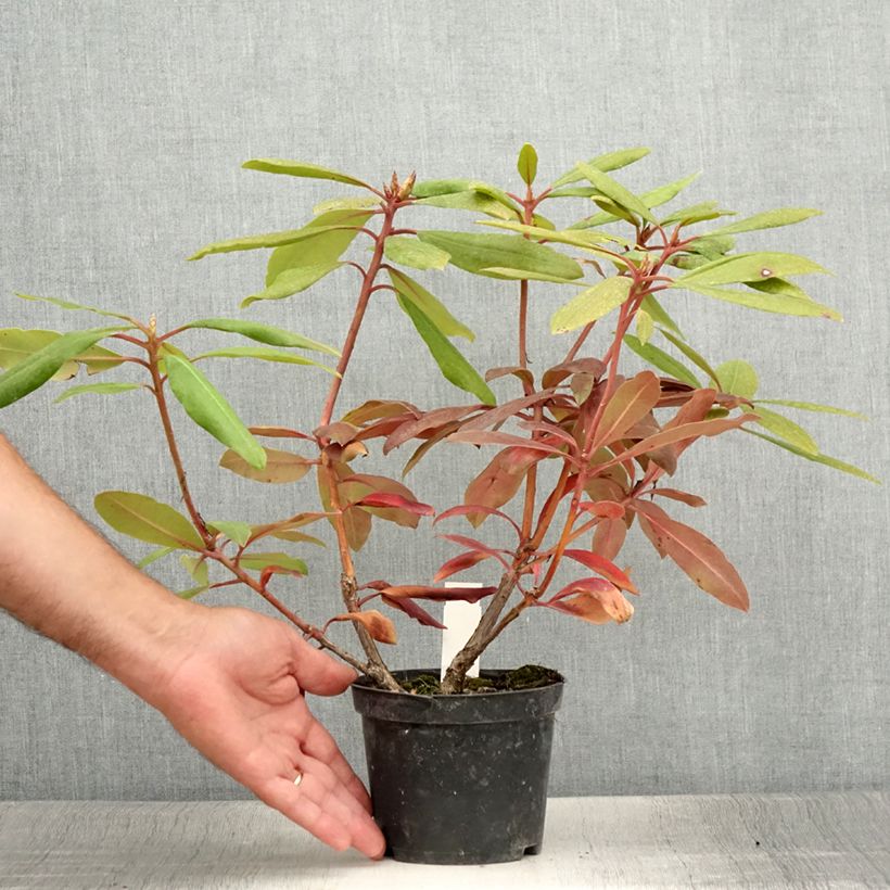 Exemplaar van Rhododendron Marcel Ménard - Grootbloemige rododendron Pot van 12 cm / 13 cm zoals geleverd in de zomer