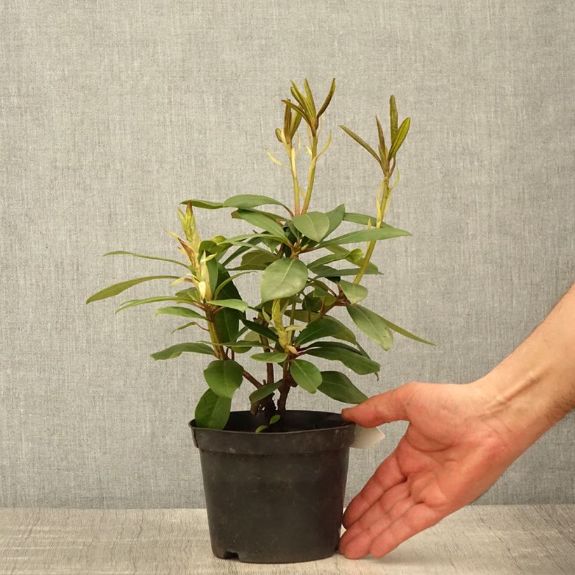 Example of Rhododendron Marcel Ménard - Grootbloemige rododendron Pot van 12 cm / 13 cm as you get in printemps