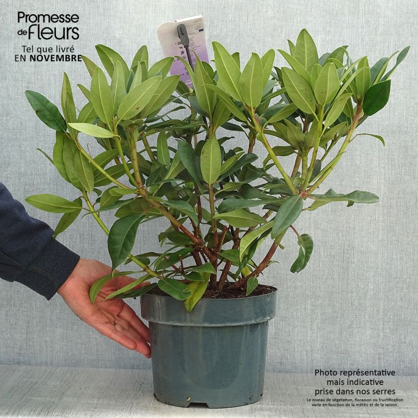 Exemplaar van Rhododendron Marie Forte - Grootbloemige rododendron Pot van 4 l/5 l zoals geleverd in de herfst