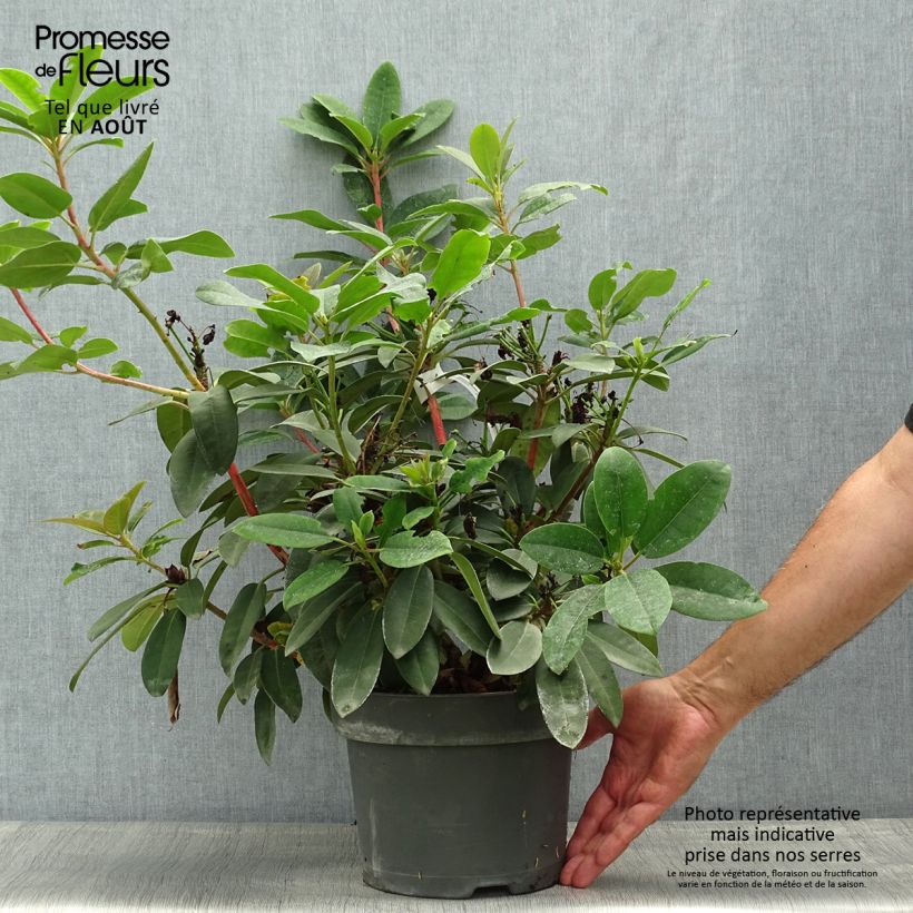 Exemplaar van Rhododendron Marie Forte - Grootbloemige rododendron Pot van 4 l/5 l zoals geleverd in de zomer