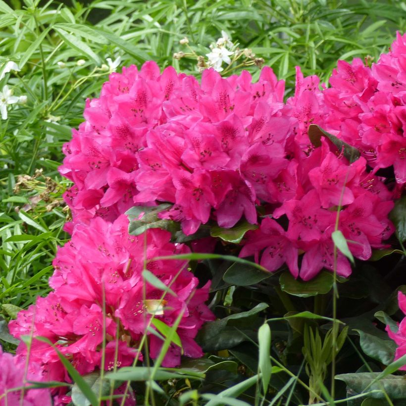 Rhododendron Marie Forte - Grootbloemige rododendron (Bloei)