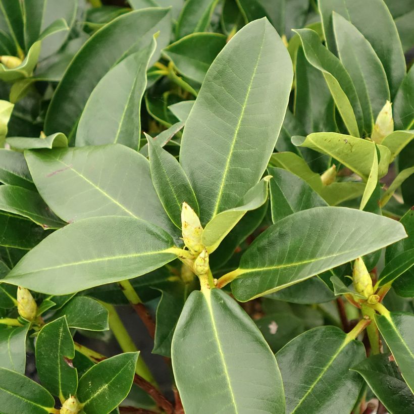 Rhododendron Markeeta's Prize - Grand rhododendron (Blad)