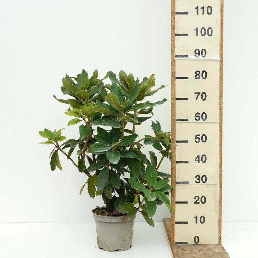 Exemplaar van Rhododendron Markeeta's Prize - Grand rhododendron Pot van 4 l/5 l zoals geleverd in de zomer