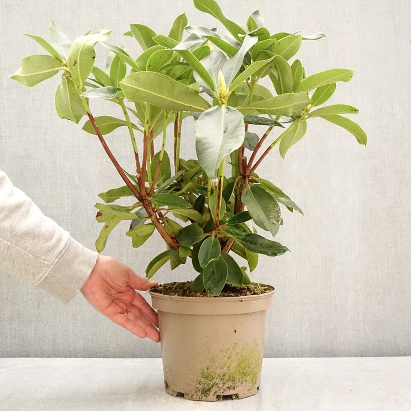 Exemplaar van Rhododendron Markeeta's Prize - Grand rhododendron Pot van 4 l/5 l zoals geleverd in de lente