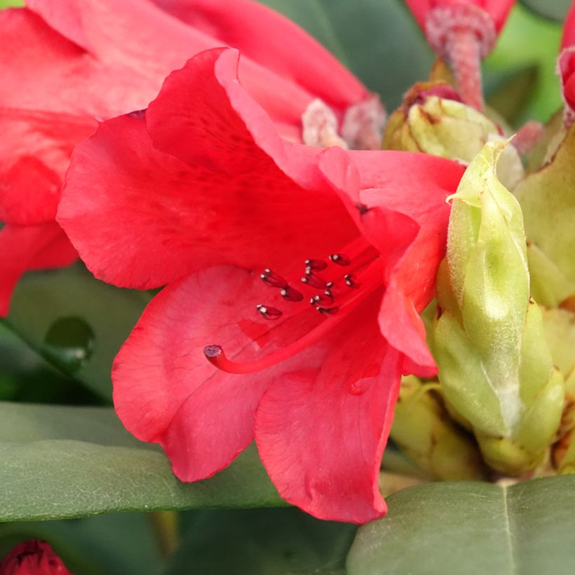 Rhododendron Melville - Grootbloemige rododendron (Bloei)
