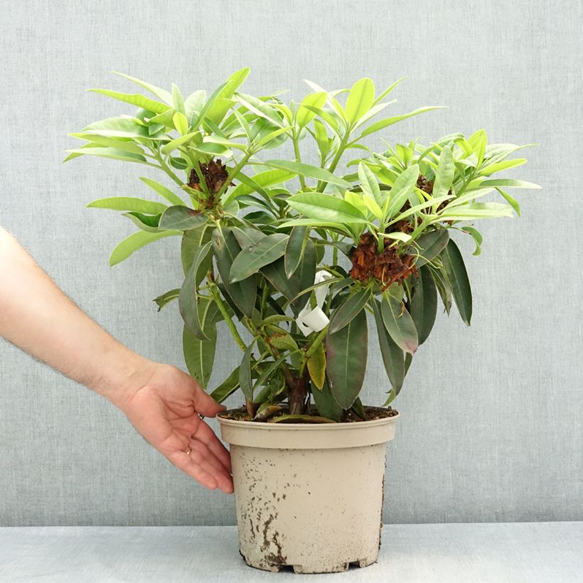 Exemplaar van Rhododendron Midnight - Grootbloemige rododendron Pot van 4 l/5 l zoals geleverd in de lente