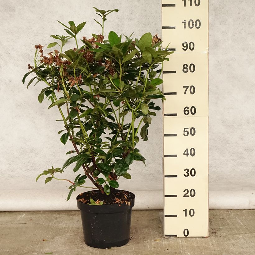 Exemplaar van Rhododendron Mrs T.h.lowinsky - Grootbloemige rododendron Pot van 7,5 l/10 l zoals geleverd in de zomer