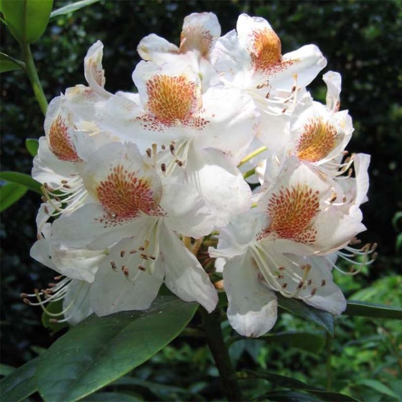 Rhododendron Mrs T.h.lowinsky - Grootbloemige rododendron (Bloei)