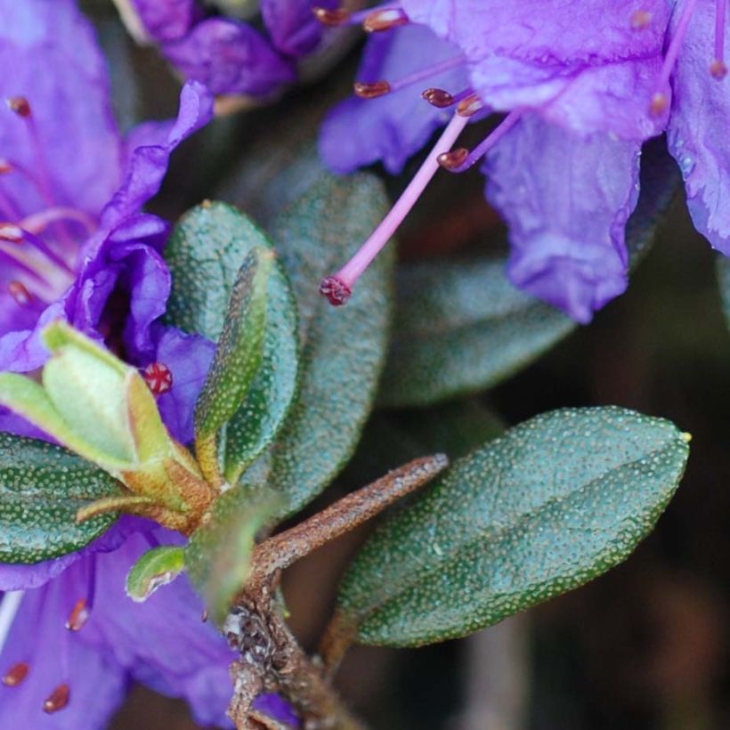 Rhododendron Azurika - Dwergrododendron (Blad)