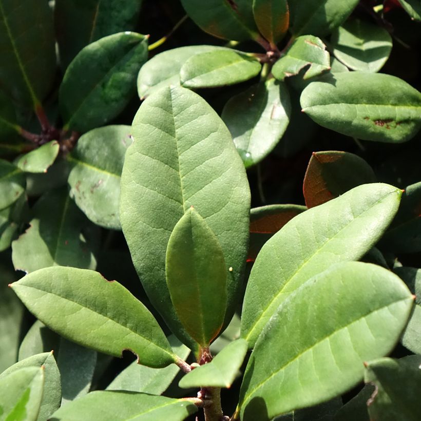 Rhododendron neriiflorum Burletta - Grootbloemige rododendron (Blad)