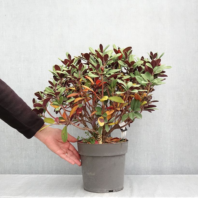 Exemplaar van Rhododendron neriiflorum Burletta - Grootbloemige rododendron Pot van 6 l/7 l zoals geleverd in de herfst