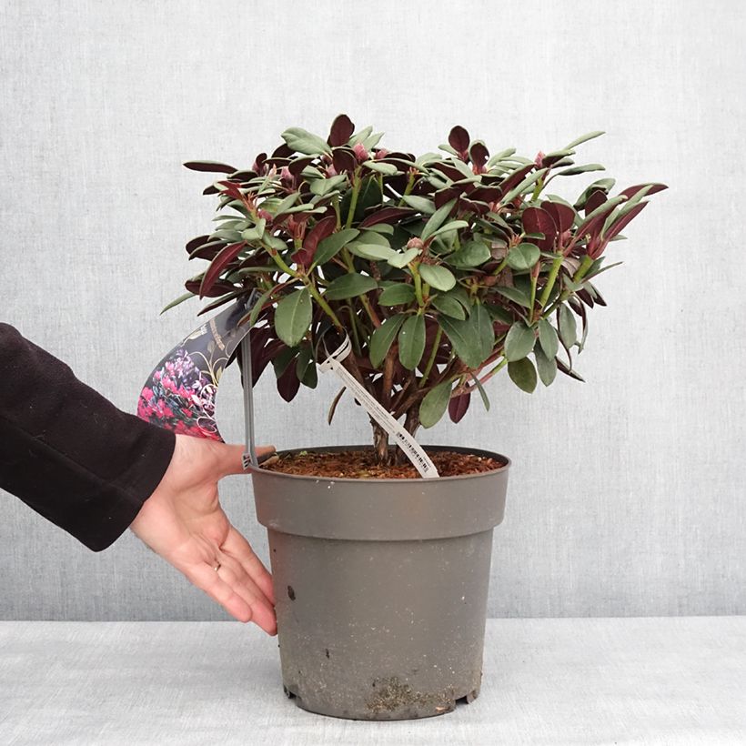 Exemplaar van Rhododendron neriiflorum Burletta - Grootbloemige rododendron Pot van 6 l/7 l zoals geleverd in de winter