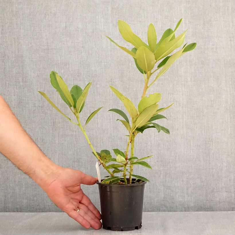 Exemplaar van Rhododendron Percy Wiseman - Dwergrododendron Pot van 12 cm / 13 cm zoals geleverd in de zomer