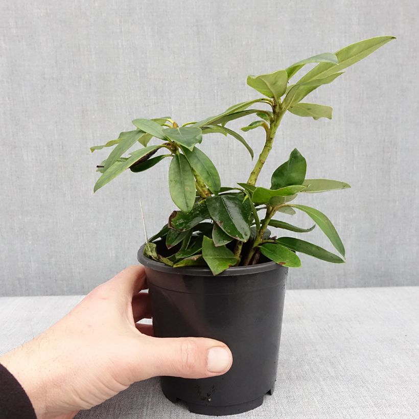 Exemplaar van Rhododendron Percy Wiseman - Dwergrododendron Pot van 12 cm / 13 cm zoals geleverd in de winter