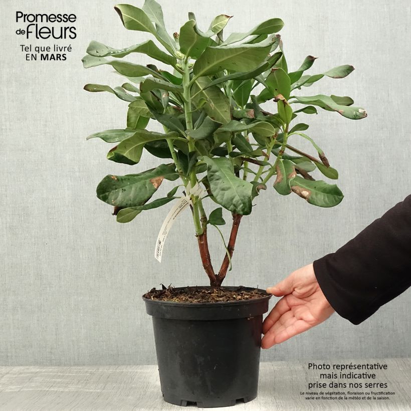 Exemplaar van Rhododendron Polar Bear - Grootbloemige rododendron Pot van 4 l/5 l zoals geleverd in de lente