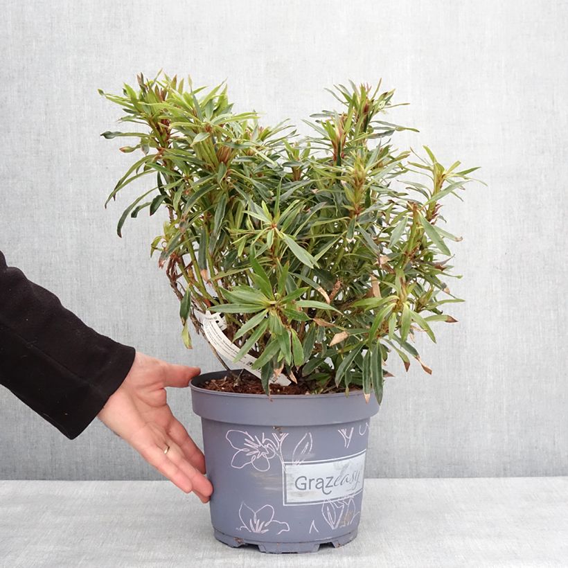 Exemplaar van Rhododendron ponticum Grazeasy Dark Pink Pot de 4L/5L zoals geleverd in de winter