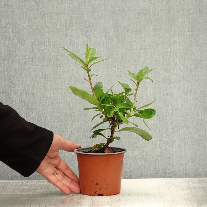 Exemplaar van Rhododendron ponticum - Pontische rododendron Pot van 12 cm / 13 cm zoals geleverd in de herfst