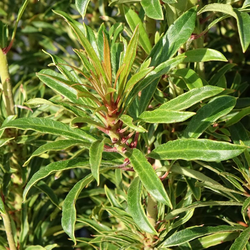 Rhododendron Grazeasy Dark Pink - Grootbloemige rododendron (Blad)