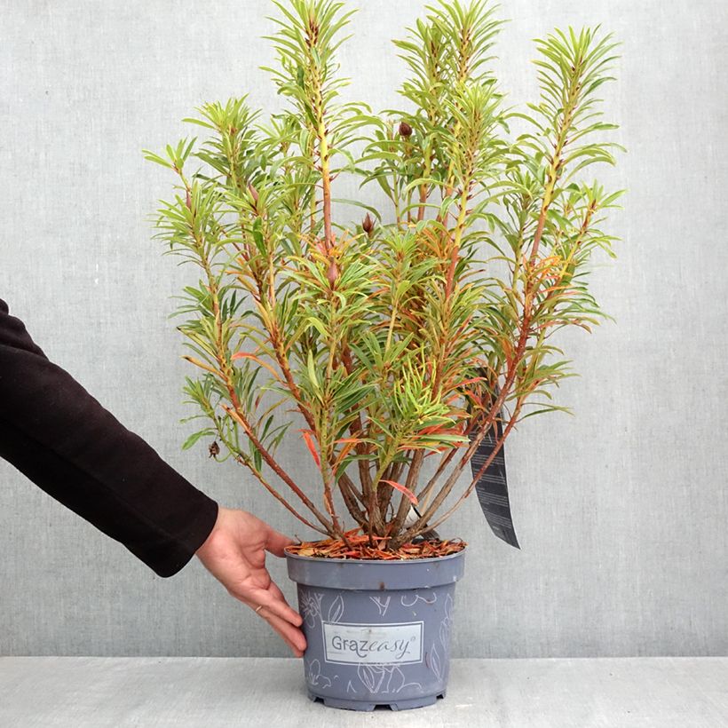 Exemplaar van Rhododendron Grazeasy Dark Pink - Grootbloemige rododendron Pot van 4 l/5 l zoals geleverd in de herfst