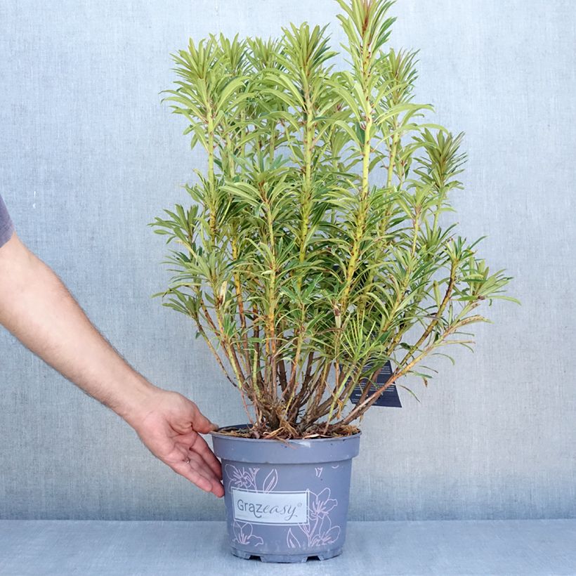 Exemplaar van Rhododendron Grazeasy Dark Pink - Grootbloemige rododendron Pot van 4 l/5 l zoals geleverd in de zomer