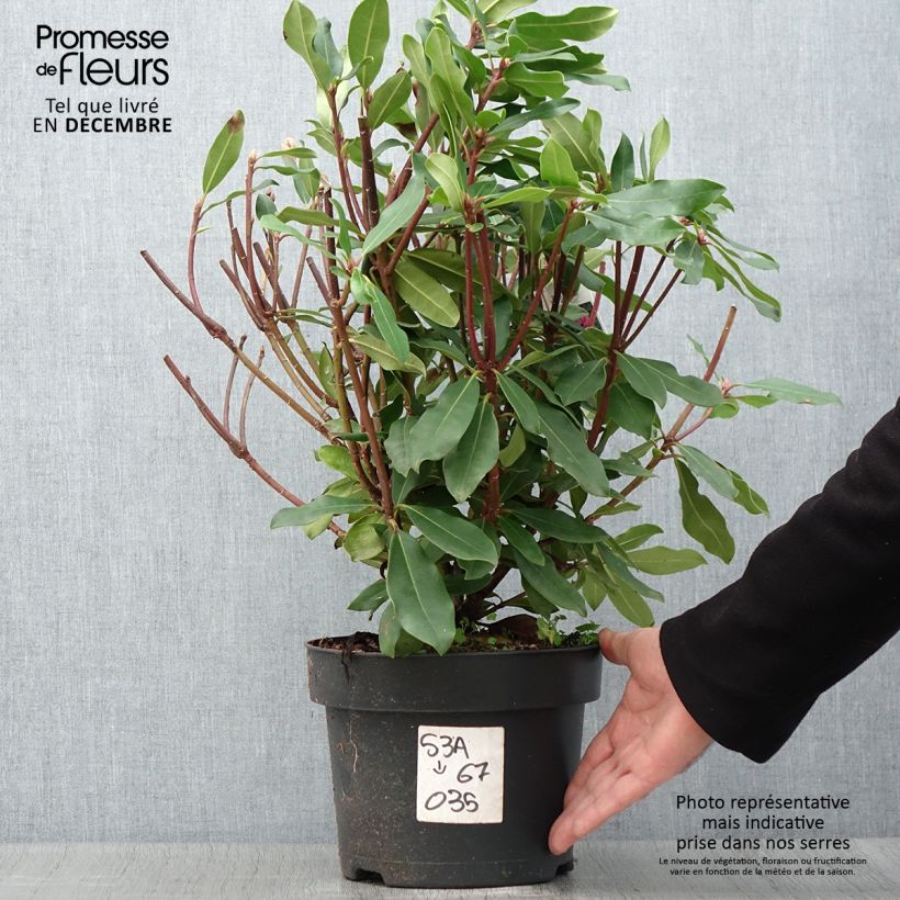 Exemplaar van Rhododendron Roseum - Pontische rododendron Pot van 4 l/5 l zoals geleverd in de herfst