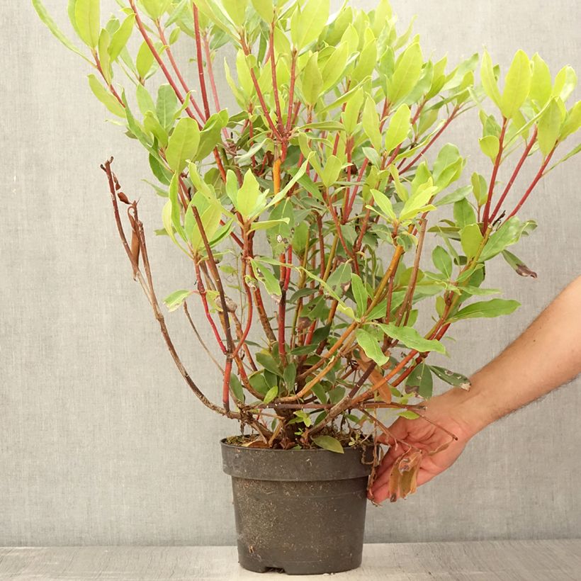 Exemplaar van Rhododendron Roseum - Pontische rododendron Pot van 4 l/5 l zoals geleverd in de zomer