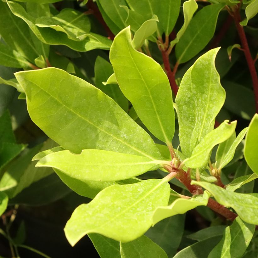 Rhododendron Roseum - Pontische rododendron (Blad)