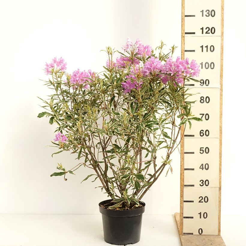 Exemplaar van Rhododendron ponticum Variegatum - Pontische rododendron Pot van 7,5 l/10 l zoals geleverd in de lente
