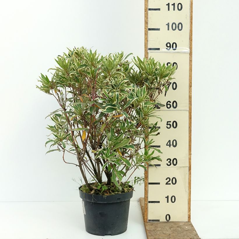Exemplaar van Rhododendron ponticum Variegatum - Pontische rododendron Pot van 7,5 l/10 l zoals geleverd in de zomer