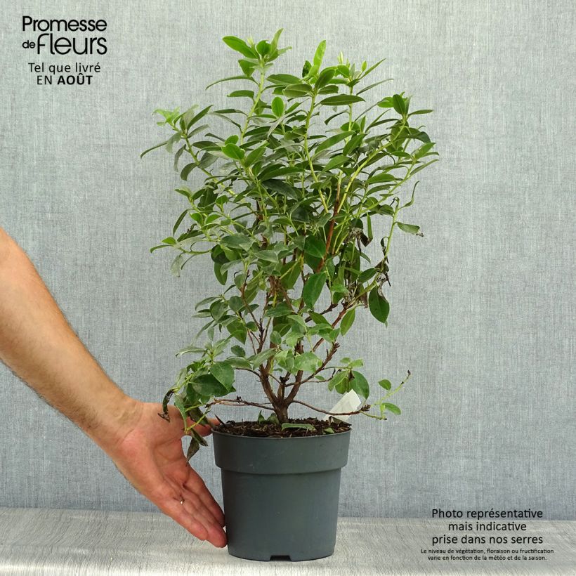 Exemplaar van Rhododendron Praecox - Dwergrondodendron Pot van 2 l/3 l zoals geleverd in de zomer