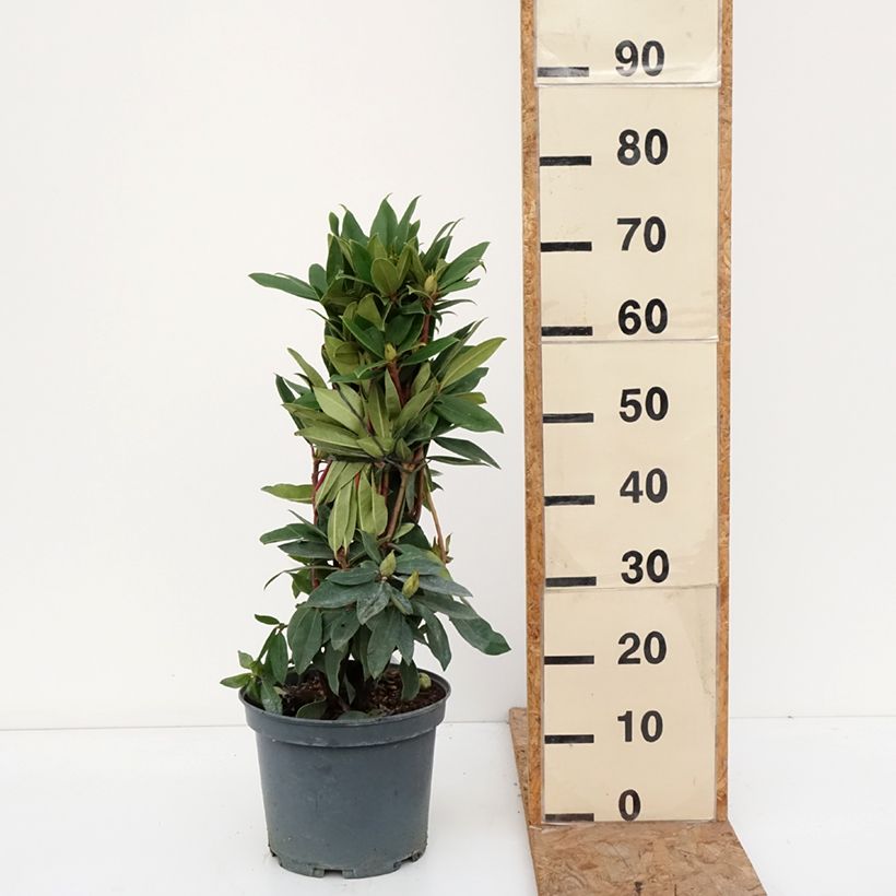 Exemplaar van Rhododendron Red Eye - Grootbloemige rododendron Pot van 4 l/5 l zoals geleverd in de herfst