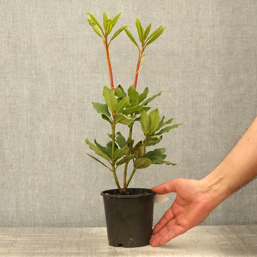 Example of Rhododendron Roseum Elegans - Grootbloemige rododendron Pot van 12 cm / 13 cm as you get in printemps