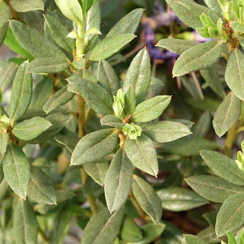 Rhododendron russatum Lauretta - Dwergrododendron (Blad)