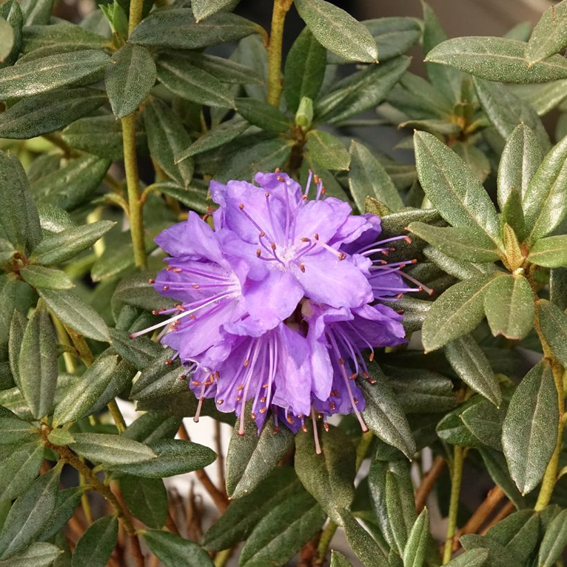 Rhododendron russatum Lauretta - Dwergrododendron (Bloei)