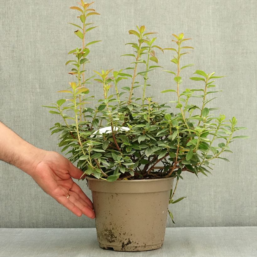 Exemplaar van Rhododendron Saint Tudy Pot van 4 l/5 l zoals geleverd in de zomer