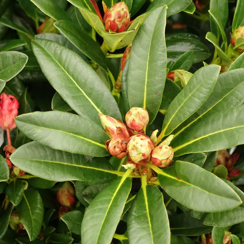 Rhododendron Sainte-Marine (Blad)