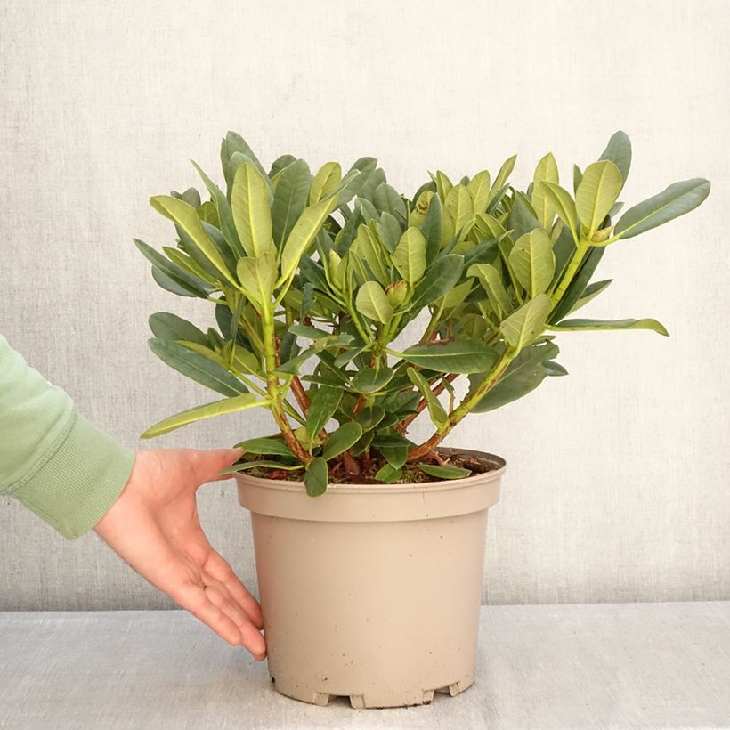 Exemplaar van Rhododendron Sainte-Marine Pot van 4 l/5 l zoals geleverd in de winter