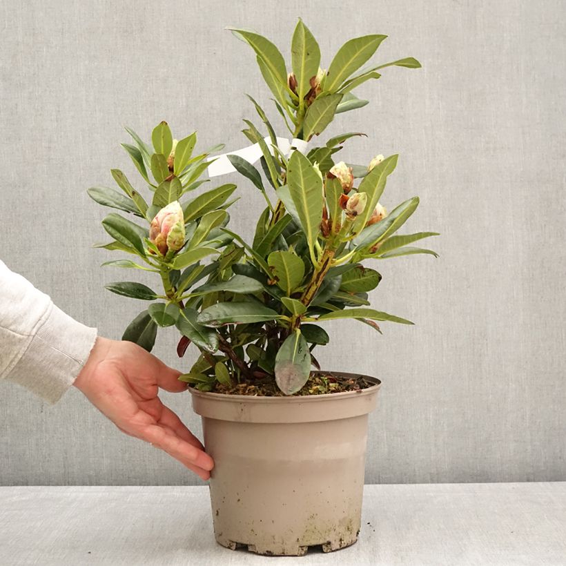 Exemplaar van Rhododendron Sainte-Marine Pot van 4 l/5 l zoals geleverd in de lente