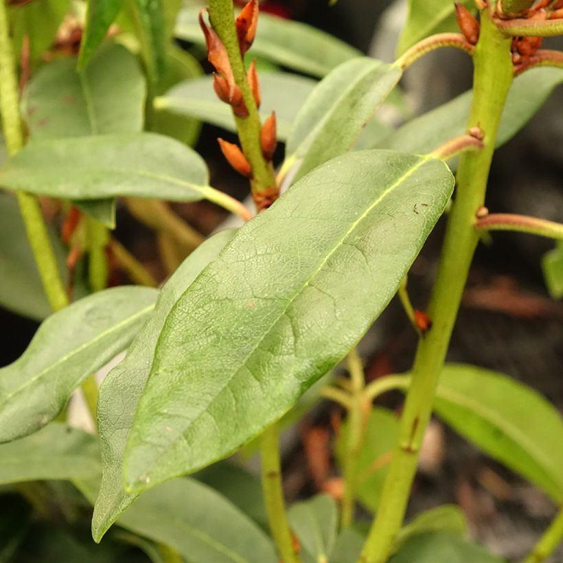 Rhododendron Sappho - Grootbloemige rododendron (Blad)