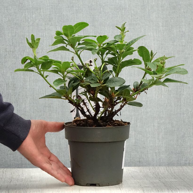 Exemplaar van Rhododendron Scarlet Wonder - Dwergrododendron Pot van 2 l/3 l zoals geleverd in de zomer