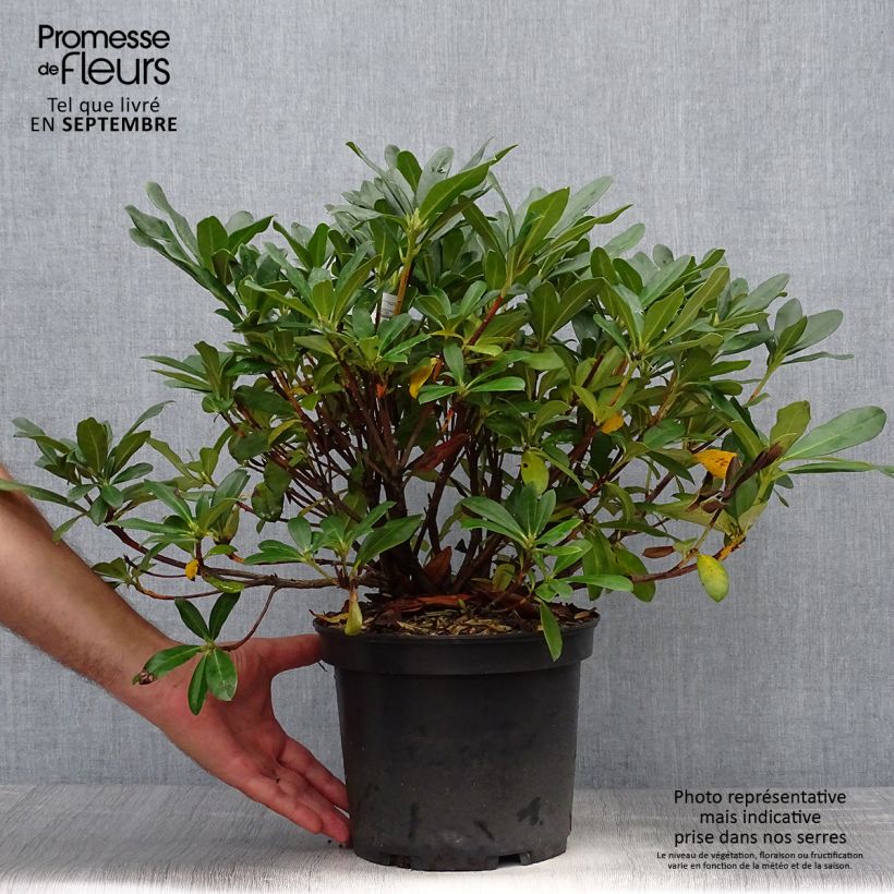 Exemplaar van Rhododendron Scyphocalyx - Grootbloemige rododendron Pot van 6 l/7 l zoals geleverd in de herfst