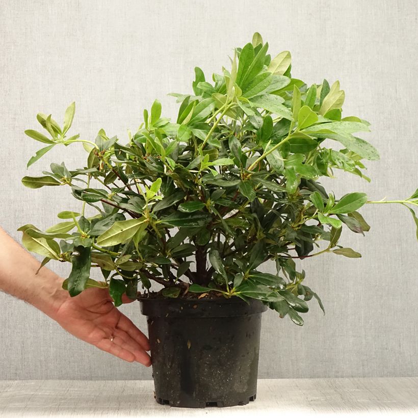 Exemplaar van Rhododendron Scyphocalyx - Grootbloemige rododendron Pot van 6 l/7 l zoals geleverd in de zomer