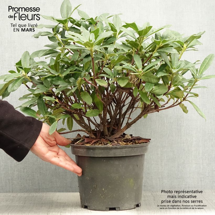 Exemplaar van Rhododendron Scyphocalyx - Grootbloemige rododendron Pot van 6 l/7 l zoals geleverd in de lente