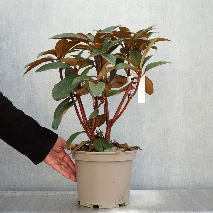 Exemplaar van Rhododendron Sir Charles Lemon - Grootbloemige rododendron Pot van 4 l/5 l zoals geleverd in de herfst