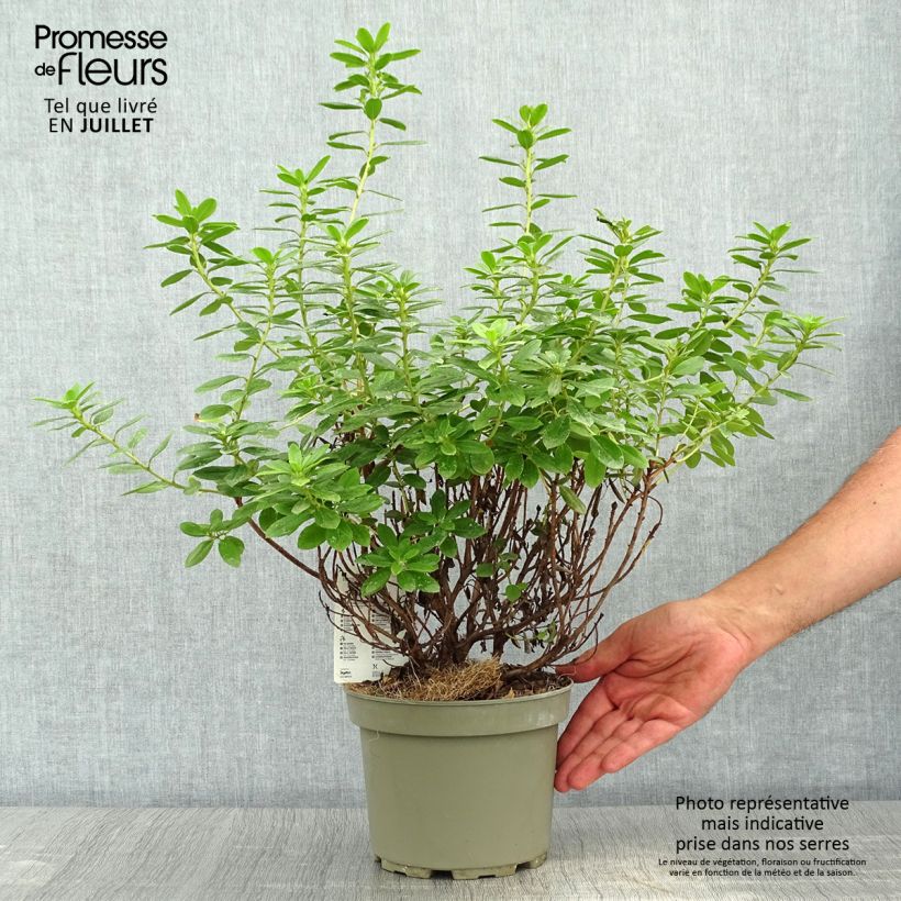 Exemplaar van Rhododendron Snipe - Dwergrondodendron Pot van 2 l/3 l zoals geleverd in de zomer