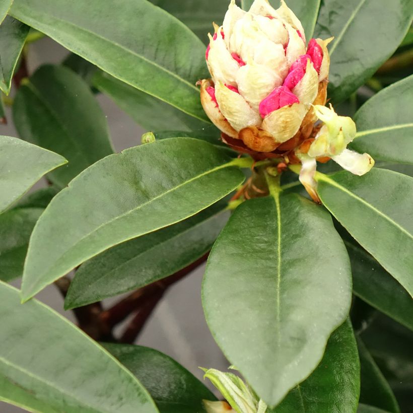 Rhododendron Souvenir de J. Broughton - Grand rhododendron (Blad)