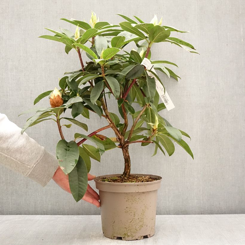 Exemplaar van Rhododendron Souvenir de J. Broughton - Grand rhododendron Pot van 4 l/5 l zoals geleverd in de lente