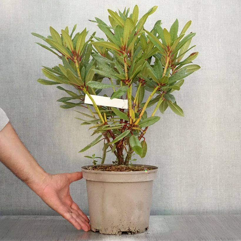 Exemplaar van Rhododendron Tortoiseshell Orange - Grootbloemige rododendron Pot van 4 l/5 l zoals geleverd in de herfst